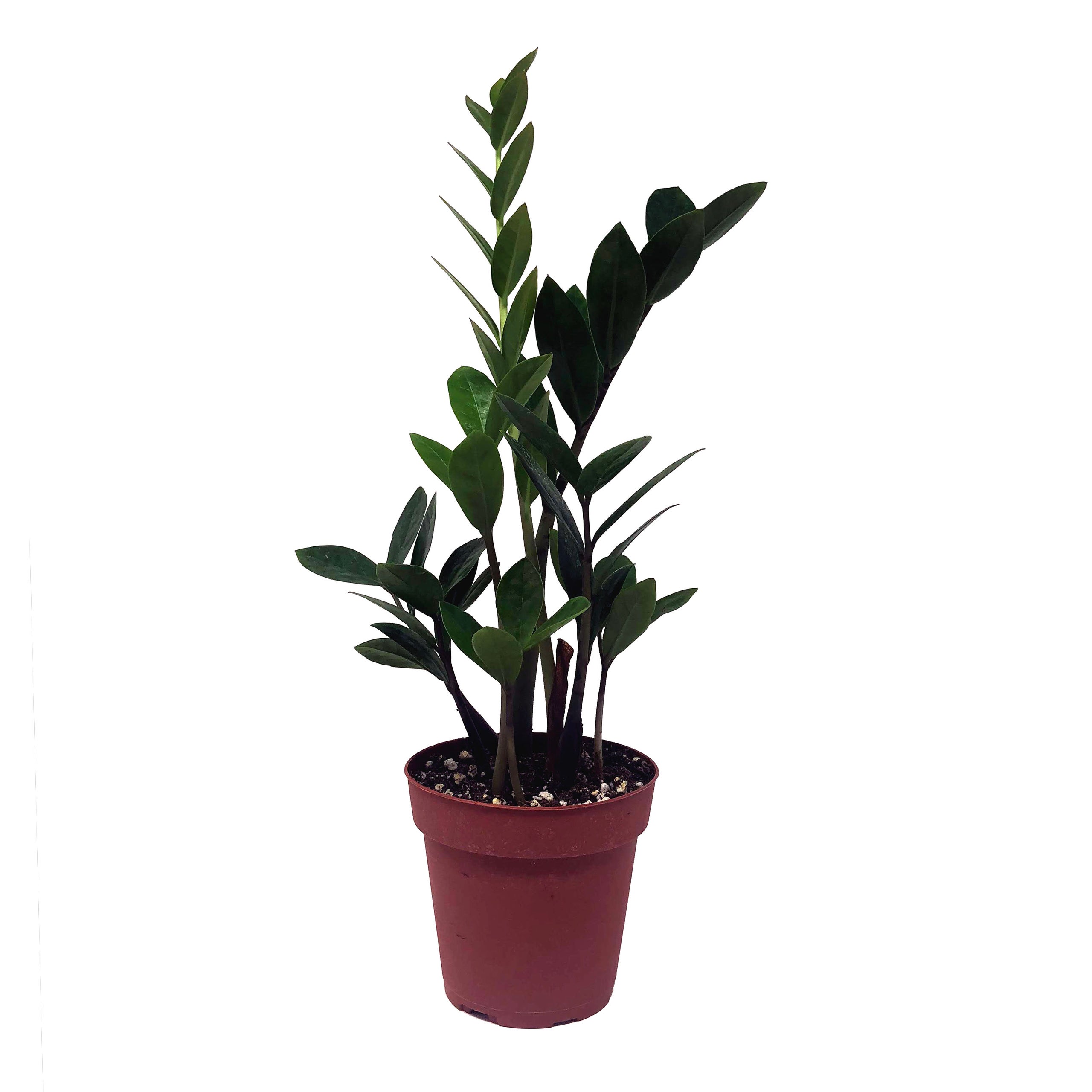 Zz plant mahonia